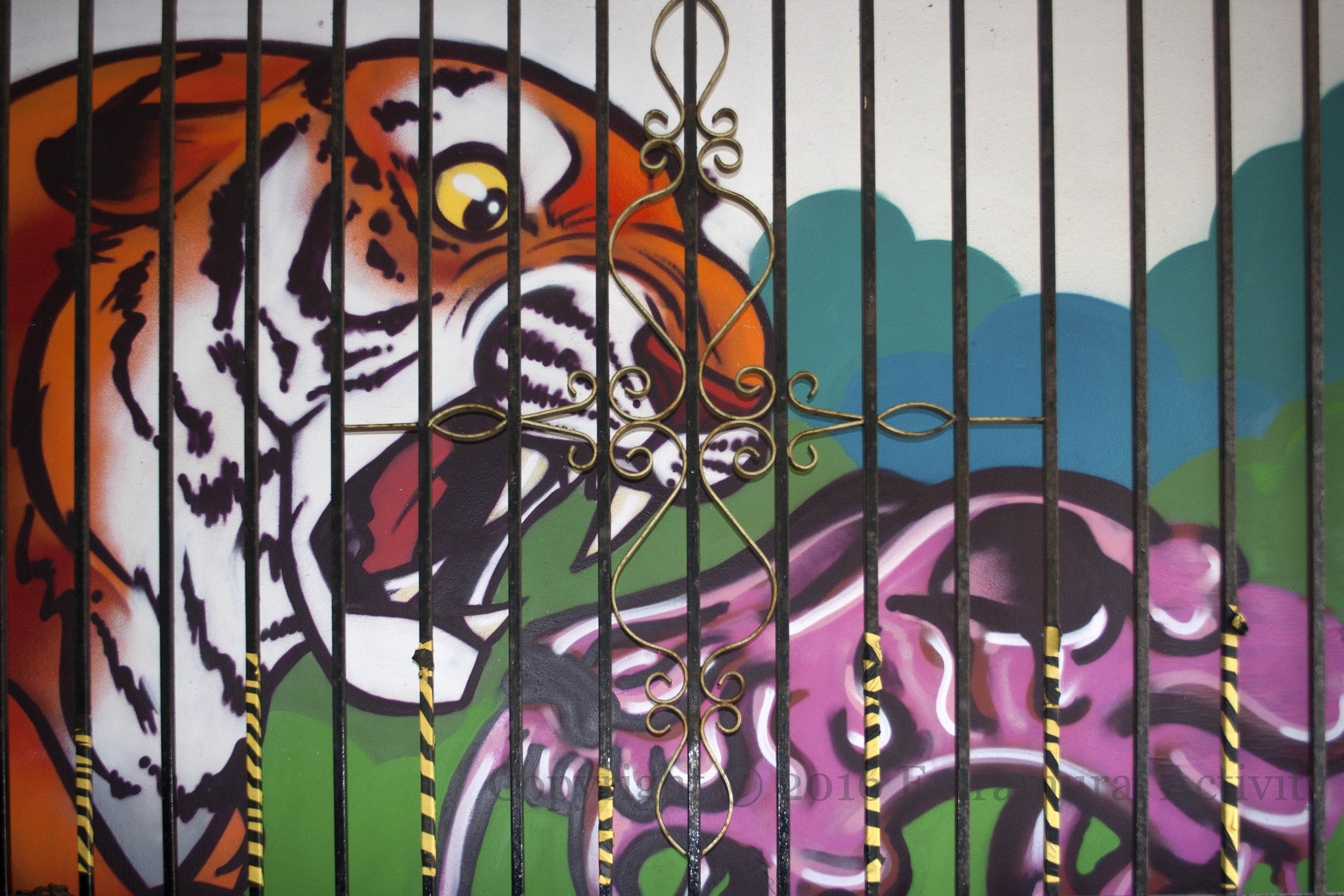 03481 2016-05-26 Caged Tiger+
